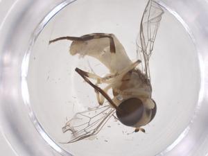  (Eosphaerophoria - CBG-B20076-G11)  @11 [ ] CreativeCommons - Attribution Share - Alike (2025) Centre for Biodiversity Genomics Centre for Biodiversity Genomics