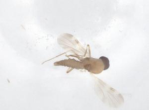  ( - CBG-B20078-C11)  @11 [ ] CreativeCommons - Attribution Share - Alike (2025) Centre for Biodiversity Genomics Centre for Biodiversity Genomics