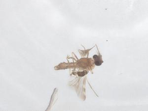  ( - CBG-B20139-E11)  @11 [ ] CreativeCommons - Attribution Share - Alike (2025) Centre for Biodiversity Genomics Centre for Biodiversity Genomics