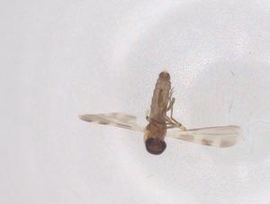  ( - CBG-B21832-F04)  @11 [ ] CreativeCommons - Attribution Share - Alike (2025) Centre for Biodiversity Genomics Centre for Biodiversity Genomics