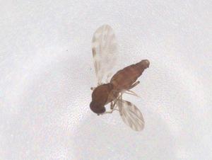  ( - CBG-B21832-G02)  @11 [ ] CreativeCommons - Attribution Share - Alike (2025) Centre for Biodiversity Genomics Centre for Biodiversity Genomics