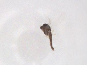  ( - CBG-B22245-D02)  @11 [ ] CreativeCommons - Attribution Share - Alike (2025) Centre for Biodiversity Genomics Centre for Biodiversity Genomics