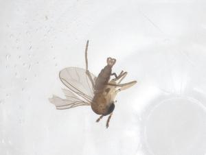  ( - CBG-B22246-H03)  @11 [ ] CreativeCommons - Attribution Share - Alike (2025) Centre for Biodiversity Genomics Centre for Biodiversity Genomics