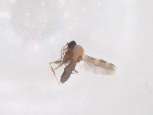  ( - CBG-B22260-B10)  @11 [ ] CreativeCommons - Attribution Share - Alike (2025) Centre for Biodiversity Genomics Centre for Biodiversity Genomics