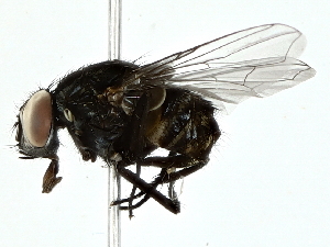 ( - BIOUG91428-A04)  @11 [ ] CreativeCommons - Attribution (2022) CBG Photography Group Centre for Biodiversity Genomics