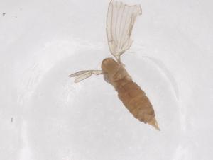  ( - CBG-B15269-B08)  @11 [ ] CreativeCommons - Attribution Share - Alike (2025) Centre for Biodiversity Genomics Centre for Biodiversity Genomics