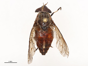  ( - CBG-B15685-E12)  @11 [ ] CreativeCommons - Attribution Share - Alike (2025) CBG Photography Group Centre for Biodiversity Genomics