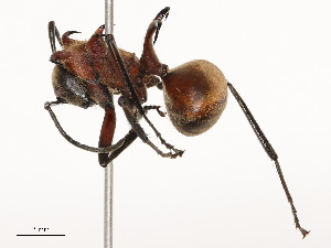  ( - CBG-B15685-F02)  @11 [ ] CreativeCommons - Attribution Share - Alike (2025) CBG Photography Group Centre for Biodiversity Genomics