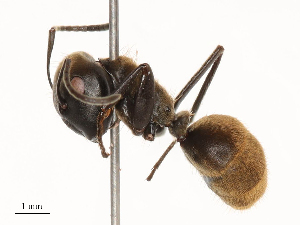  (Colobopsis leonardi - CBG-B15685-G10)  @11 [ ] CreativeCommons - Attribution Share - Alike (2025) CBG Photography Group Centre for Biodiversity Genomics