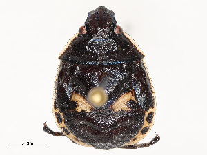  ( - CBG-B15685-H04)  @11 [ ] CreativeCommons - Attribution Share - Alike (2025) CBG Photography Group Centre for Biodiversity Genomics