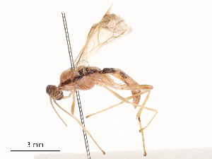  (Aleiodes ascrobi - CBG-B15689-G05)  @11 [ ] CreativeCommons - Attribution Share - Alike (2025) CBG Photography Group Centre for Biodiversity Genomics