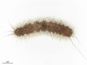  ( - CBG-B15689-H08)  @11 [ ] CreativeCommons - Attribution Share - Alike (2025) CBG Photography Group Centre for Biodiversity Genomics