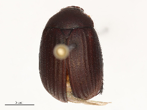  (Maladera futschauana - CBG-B15759-E11)  @11 [ ] CreativeCommons - Attribution Share - Alike (2025) CBG Photography Group Centre for Biodiversity Genomics