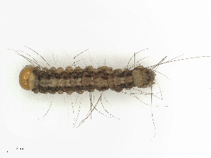  ( - CBG-B15759-H07)  @11 [ ] CreativeCommons - Attribution Share - Alike (2025) CBG Photography Group Centre for Biodiversity Genomics