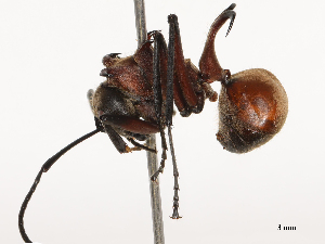  ( - CBG-B19972-D02)  @11 [ ] CreativeCommons - Attribution Share - Alike (2025) CBG Photography Group Centre for Biodiversity Genomics