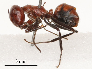  ( - CBG-B19972-E06)  @11 [ ] CreativeCommons - Attribution Share - Alike (2025) CBG Photography Group Centre for Biodiversity Genomics