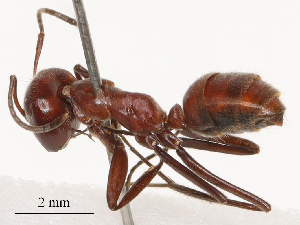  ( - CBG-B19972-F02)  @11 [ ] CreativeCommons - Attribution Share - Alike (2025) CBG Photography Group Centre for Biodiversity Genomics