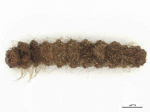  ( - CBG-B19972-H07)  @11 [ ] CreativeCommons - Attribution Share - Alike (2025) CBG Photography Group Centre for Biodiversity Genomics