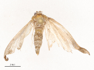  ( - CBG-B19977-H04)  @11 [ ] CreativeCommons - Attribution Share - Alike (2025) CBG Photography Group Centre for Biodiversity Genomics