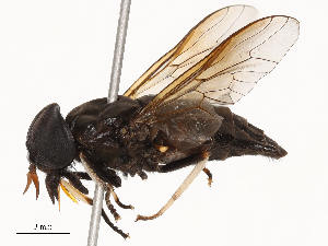  ( - CBG-B19979-B12)  @11 [ ] CreativeCommons - Attribution Share - Alike (2025) CBG Photography Group Centre for Biodiversity Genomics