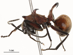  ( - CBG-B19979-E02)  @11 [ ] CreativeCommons - Attribution Share - Alike (2025) CBG Photography Group Centre for Biodiversity Genomics