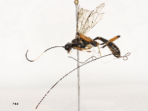  ( - CBG-B19982-B05)  @11 [ ] CreativeCommons - Attribution Share - Alike (2025) CBG Photography Group Centre for Biodiversity Genomics