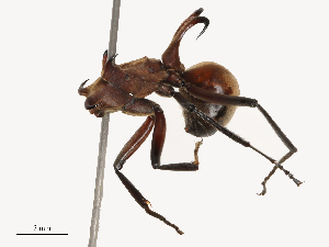  ( - CBG-B19982-C04)  @11 [ ] CreativeCommons - Attribution Share - Alike (2025) CBG Photography Group Centre for Biodiversity Genomics