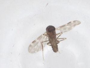  ( - CBG-B20157-D02)  @11 [ ] CreativeCommons - Attribution Share - Alike (2025) Centre for Biodiversity Genomics Centre for Biodiversity Genomics