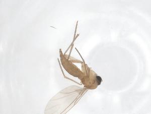  ( - CBG-B20166-H11)  @11 [ ] CreativeCommons - Attribution Share - Alike (2025) Centre for Biodiversity Genomics Centre for Biodiversity Genomics