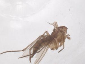  ( - CBG-B21810-A05)  @11 [ ] CreativeCommons - Attribution Share - Alike (2025) Centre for Biodiversity Genomics Centre for Biodiversity Genomics