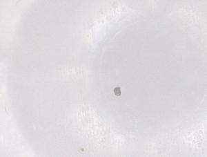  ( - CBG-B21810-F11)  @11 [ ] CreativeCommons - Attribution Share - Alike (2025) Centre for Biodiversity Genomics Centre for Biodiversity Genomics