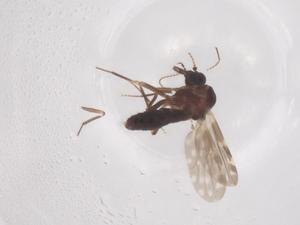  ( - CBG-B21810-G04)  @11 [ ] CreativeCommons - Attribution Share - Alike (2025) Centre for Biodiversity Genomics Centre for Biodiversity Genomics