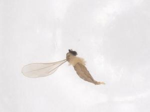  ( - CBG-B21810-H06)  @11 [ ] CreativeCommons - Attribution Share - Alike (2025) Centre for Biodiversity Genomics Centre for Biodiversity Genomics