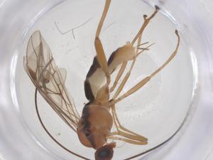  (Aleiodes connudatum - CBG-B21834-D04)  @11 [ ] CreativeCommons - Attribution Share - Alike (2025) Centre for Biodiversity Genomics Centre for Biodiversity Genomics