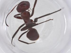  ( - CBG-B21834-E09)  @11 [ ] CreativeCommons - Attribution Share - Alike (2025) Centre for Biodiversity Genomics Centre for Biodiversity Genomics