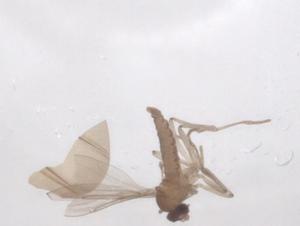  ( - CBG-B21951-A09)  @11 [ ] CreativeCommons - Attribution Share - Alike (2025) Centre for Biodiversity Genomics Centre for Biodiversity Genomics