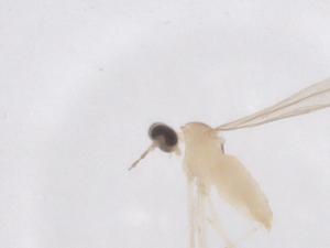  ( - CBG-B21951-B02)  @11 [ ] CreativeCommons - Attribution Share - Alike (2025) Centre for Biodiversity Genomics Centre for Biodiversity Genomics