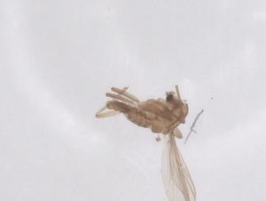  ( - CBG-B21951-B03)  @11 [ ] CreativeCommons - Attribution Share - Alike (2025) Centre for Biodiversity Genomics Centre for Biodiversity Genomics