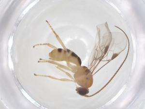  ( - CBG-B22278-G10)  @11 [ ] CreativeCommons - Attribution Share - Alike (2025) Centre for Biodiversity Genomics Centre for Biodiversity Genomics