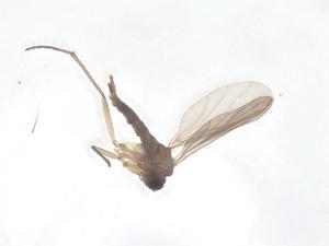  ( - CBG-B22323-C01)  @11 [ ] CreativeCommons - Attribution Share - Alike (2025) Centre for Biodiversity Genomics Centre for Biodiversity Genomics