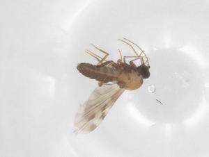  ( - CBG-B22484-D04)  @11 [ ] CreativeCommons - Attribution Share - Alike (2025) Centre for Biodiversity Genomics Centre for Biodiversity Genomics