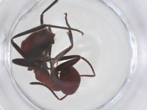  ( - CBG-B22484-D07)  @11 [ ] CreativeCommons - Attribution Share - Alike (2025) Centre for Biodiversity Genomics Centre for Biodiversity Genomics