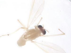  ( - CBG-B23471-D01)  @11 [ ] CreativeCommons - Attribution Share - Alike (2025) Centre for Biodiversity Genomics Centre for Biodiversity Genomics