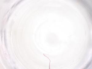  ( - CBG-B23476-A01)  @11 [ ] CreativeCommons - Attribution Share - Alike (2025) Centre for Biodiversity Genomics Centre for Biodiversity Genomics