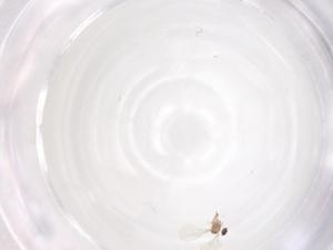  ( - CBG-B23479-A03)  @11 [ ] CreativeCommons - Attribution Share - Alike (2025) Centre for Biodiversity Genomics Centre for Biodiversity Genomics