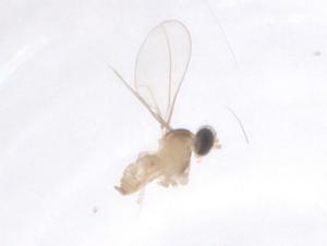  ( - CBG-B23480-H01)  @11 [ ] CreativeCommons - Attribution Share - Alike (2025) Centre for Biodiversity Genomics Centre for Biodiversity Genomics