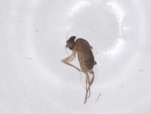  ( - CBG-B23492-C11)  @11 [ ] CreativeCommons - Attribution Share - Alike (2025) Centre for Biodiversity Genomics Centre for Biodiversity Genomics