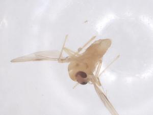  ( - CBG-B23534-G11)  @11 [ ] CreativeCommons - Attribution Share - Alike (2025) Centre for Biodiversity Genomics Centre for Biodiversity Genomics