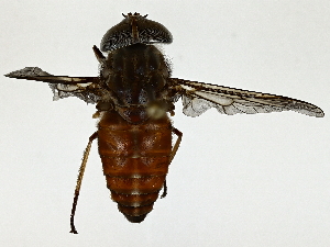  ( - BIOUG89986-H06)  @11 [ ] CreativeCommons - Attribution (2022) CBG Photography Group Centre for Biodiversity Genomics