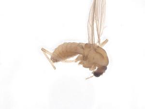  ( - CBG-B01109-E01)  @11 [ ] CreativeCommons - Attribution Share - Alike (2025) Centre for Biodiversity Genomics Centre for Biodiversity Genomics